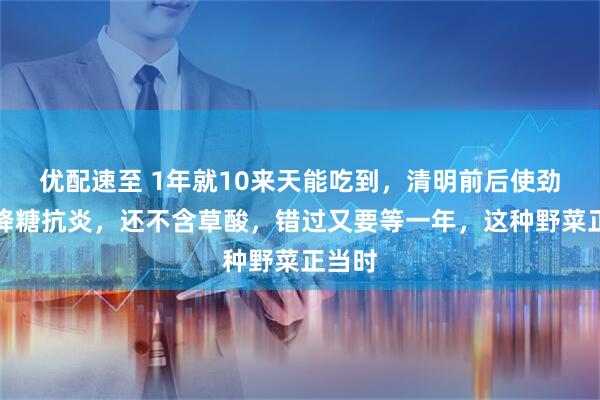 优配速至 1年就10来天能吃到,清明前后使劲吃!降糖抗炎,还不含草酸,错过又要等一年,这种野菜正当时